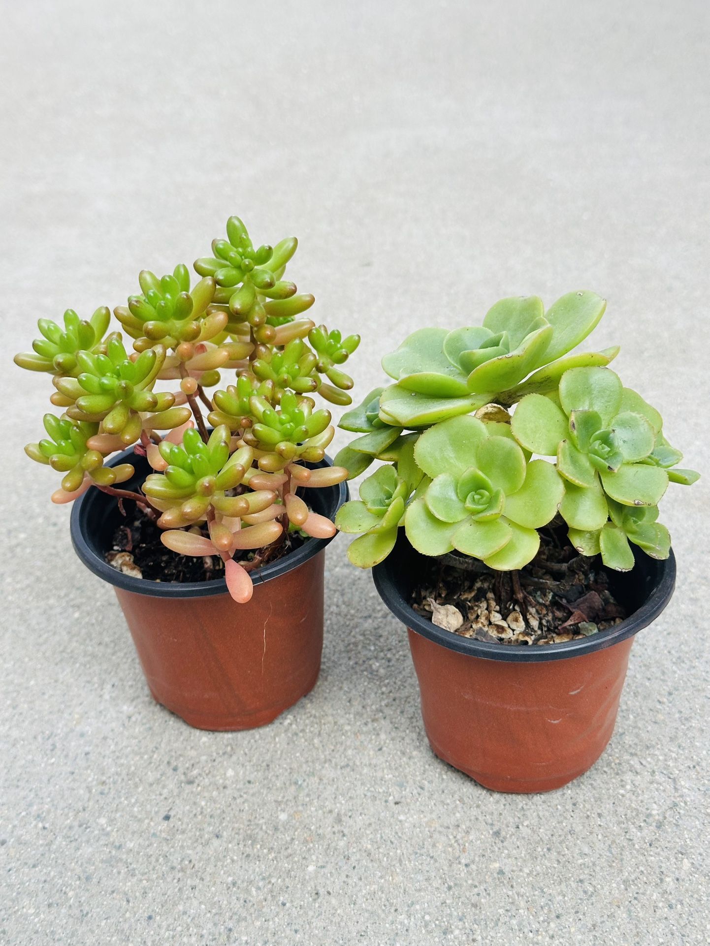 Succulents plants 🪴(2 for $5)