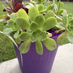 Set Of Succulents And Spider Plant For Only 15 For Both Of Them