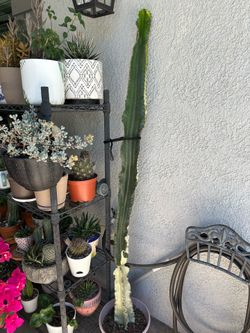 Plant