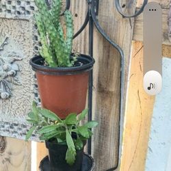Plant Stand For Wall or Fence