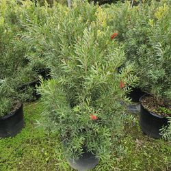 Clusias Arecas Podocarpus Staring At $25 Instant Privacy Hedge For Fence