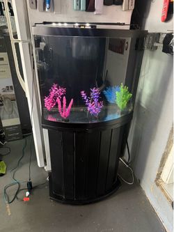 Bowfront aquarium