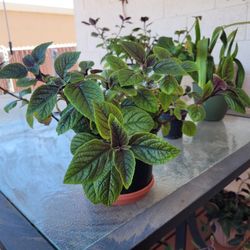 Speckled Spur Flower plants