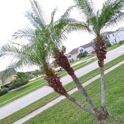 🥰🌴Price drop 🔥Palm Trees $275  for 4
