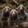 3 Bears
