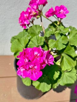 Hot Pink Geranium – 1 Gallon Planter