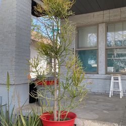 Large FireStick Plant Tree 