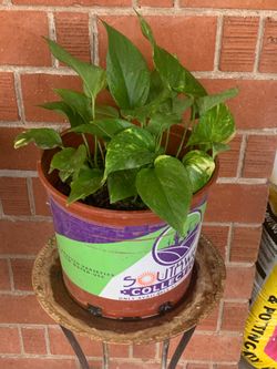 $30 dollar plant