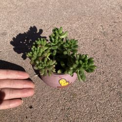 Succulents
