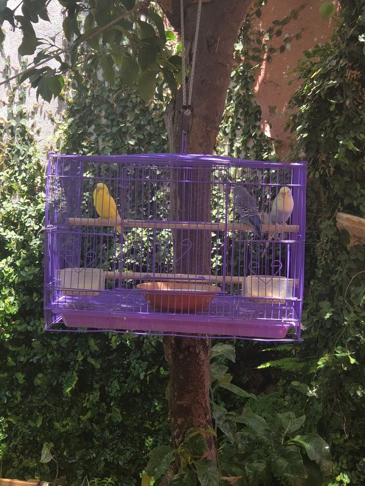 Bird Cage Medium Size