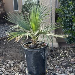 Mexican fan Palm