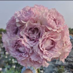 Rare Chinese Rose Plant- Lu Ningxiang