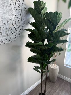 8 FT Fiddle Leaf Fig Tree