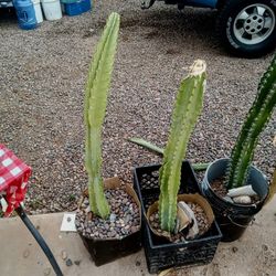 huge cactus sale