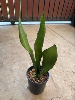 Snake plant