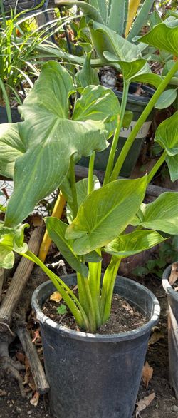 Calla Lily plant