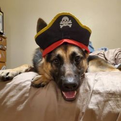Pirate Costume For Dog Size Large