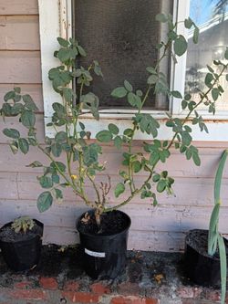 Rosebush