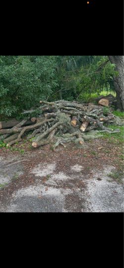 Dry oak firewood free to pickup good diameter for camping /fireplace Cecelia dr new Port Richey msg me no kids please