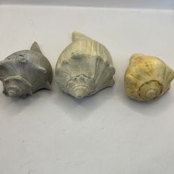 Florida Collectible shells. Old.