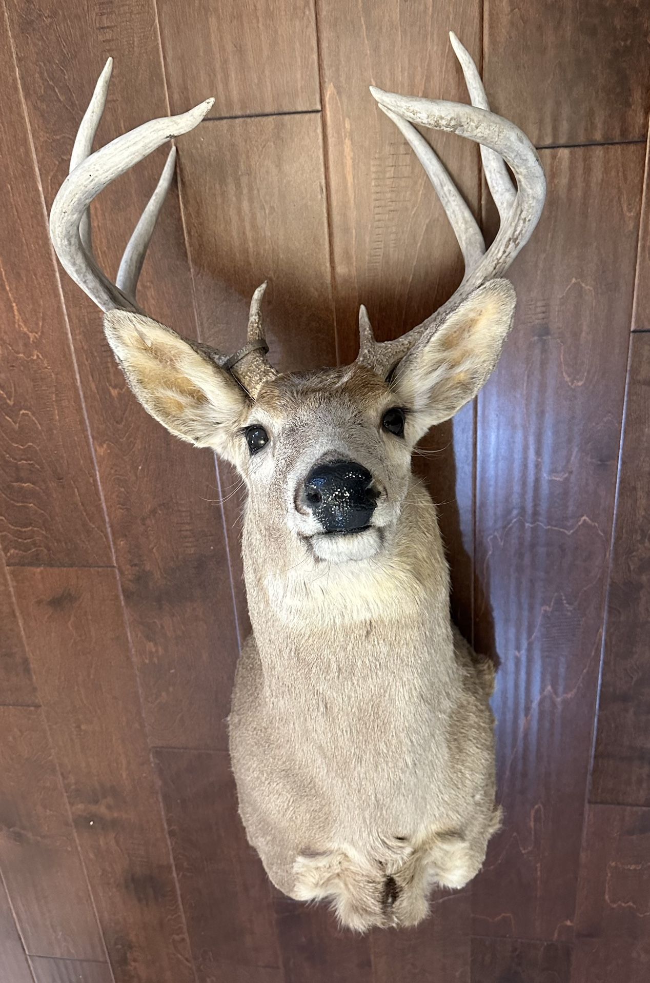 8 Pt Buck Deer Mount