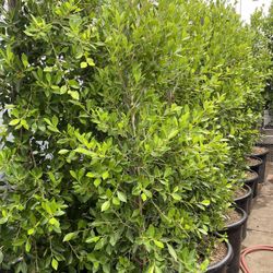 Indian Laurels Trees 