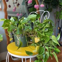 2 Beautiful Lush Pothos (has Mealybugs!)