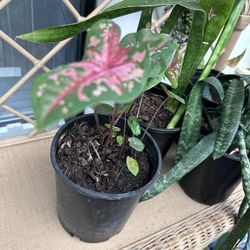 Arrowhead Confetti Live Plant 