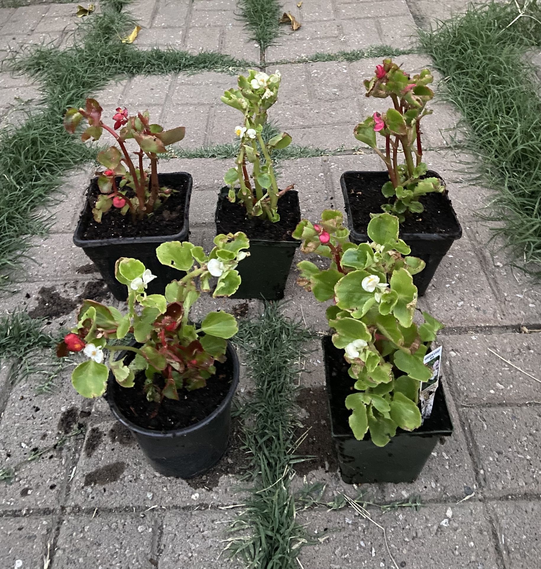 Beautiful Flowers Green Mixed 1 Color $5 Each Pot And 2 Color $7Pot Pick Up Only 