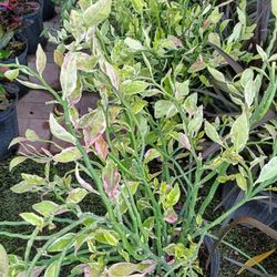 Devil's Backbone Plants 3gl $15🪴