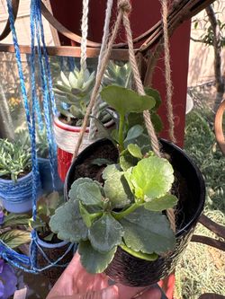 Hanging pot