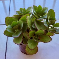 Planta Madre De Mil Kalanchoe