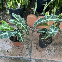 Alocasia Polly 15$ Each