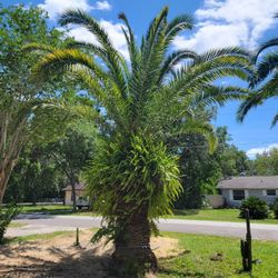 Palm Trees (Free)