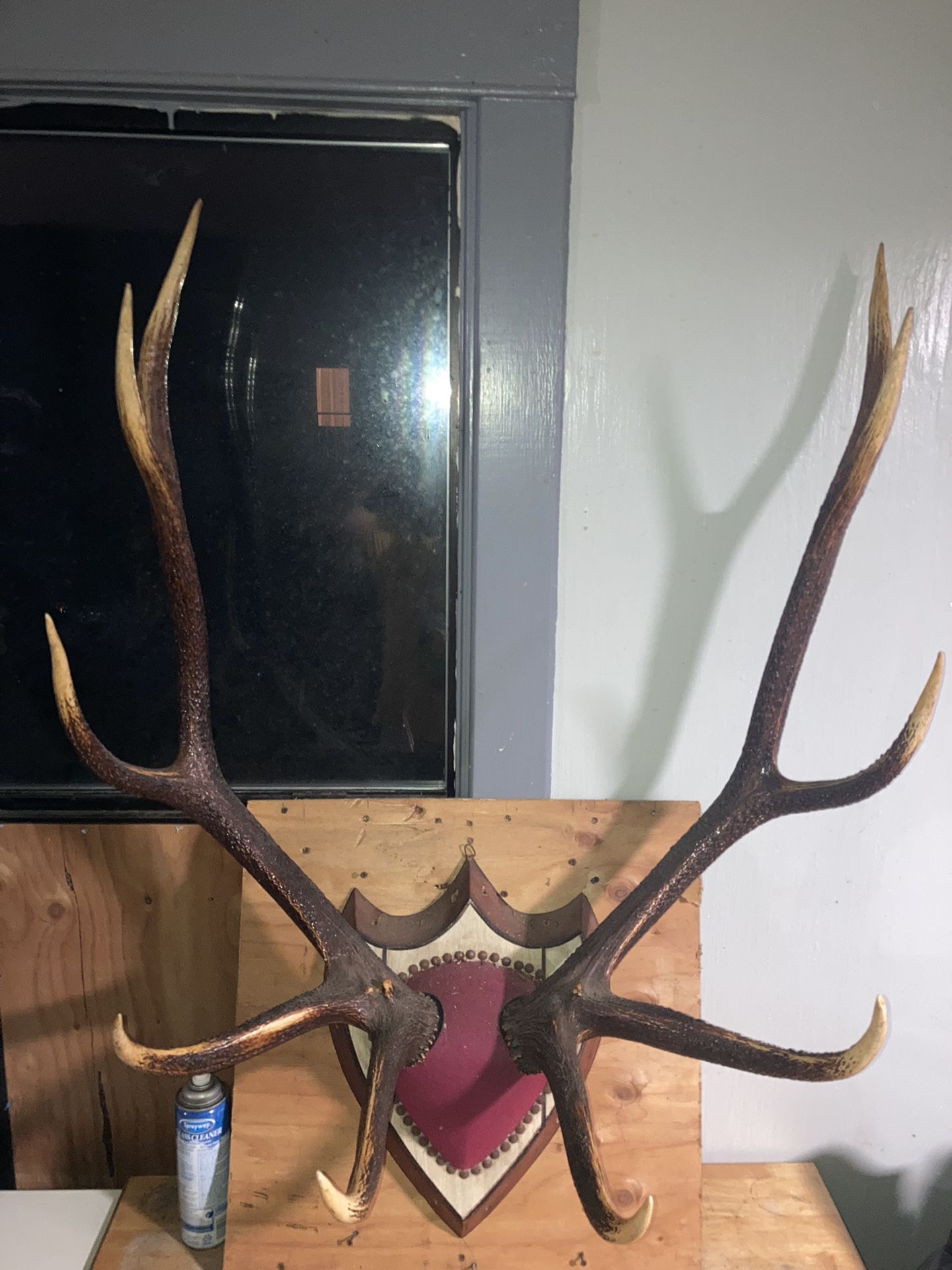 10 Point Elk Antlers for Sale in Westport, WA OfferUp