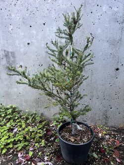 Abies koreana 'Horstmann's Silberlocke Fir