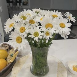 White daisy plants in pots will bloom this year