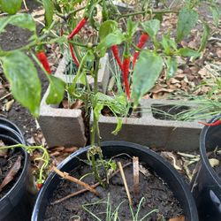 Long Hot Chili Plant