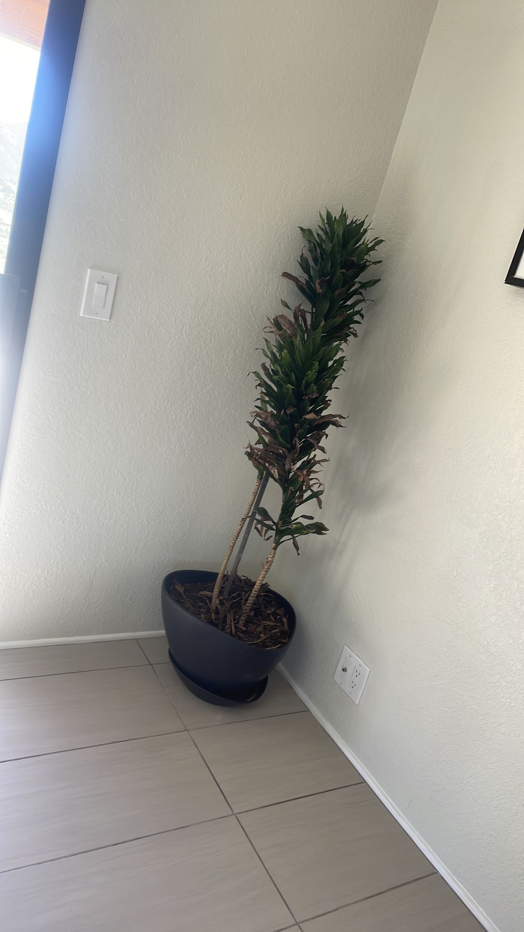 Indoor potted plant