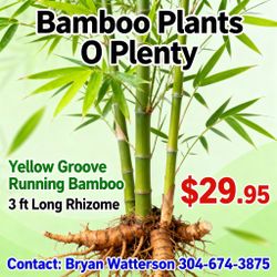 Yellow Groove Running Bamboo Plants for Sale – 3 ft Rhizomes – $29.95 Each
From Bamboo Plants O Plenty, Huntington WV – Direct to Your Door!