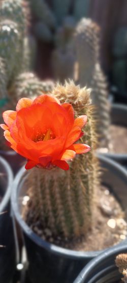 Cactus plant.
