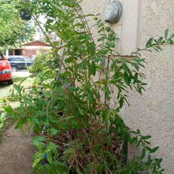 Pomergrante Tree