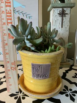 Succulent plant in a 6” pot ceramic