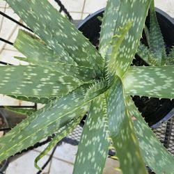 Giant Saponaria Aloe Plant