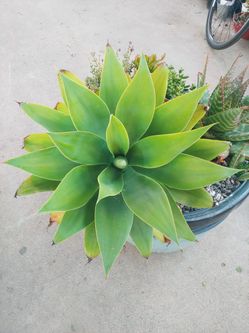 Agave Attenuata  - Plant