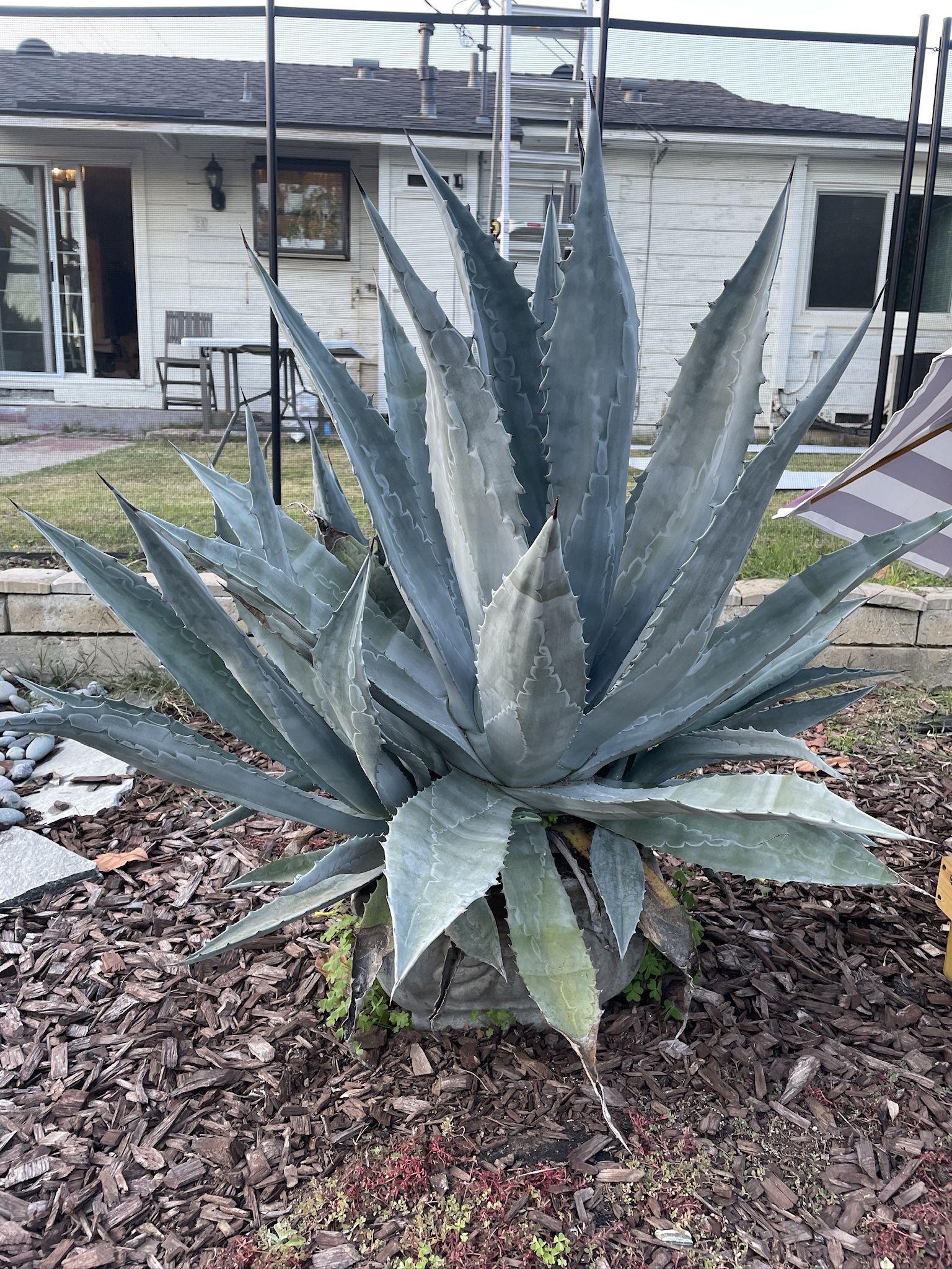 Potted Agave Plants