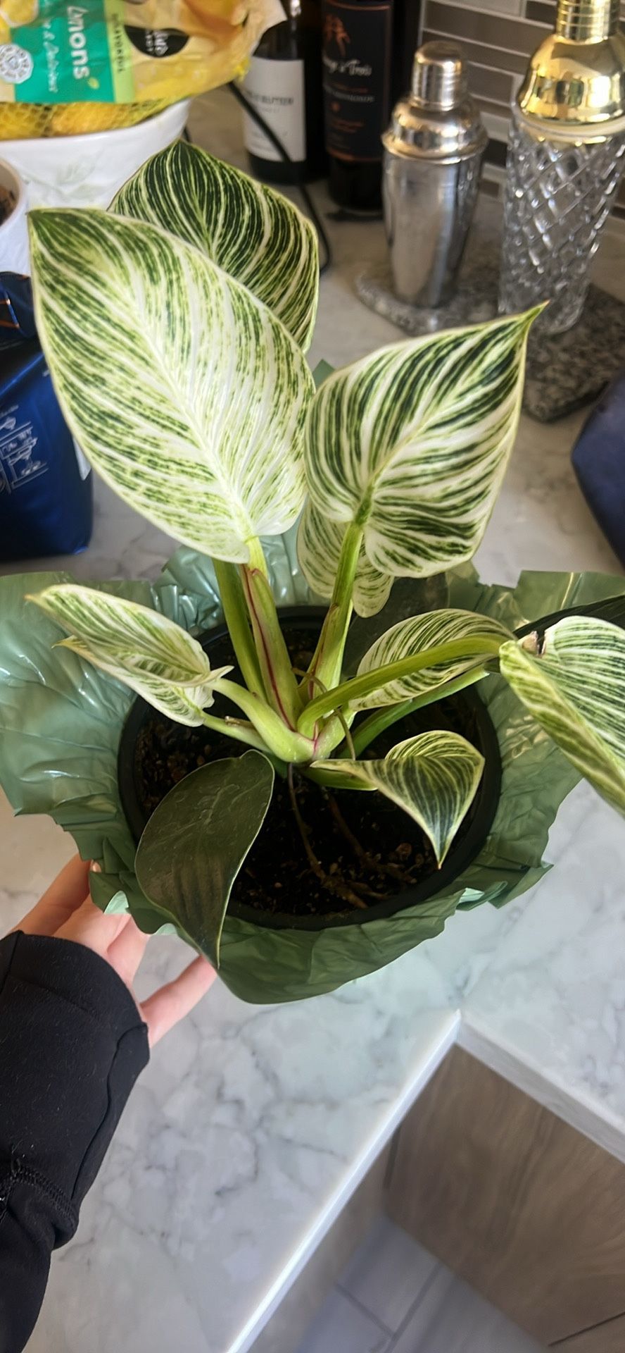 Indoor Plant