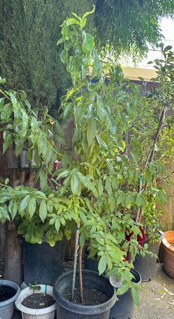 Peach Tree