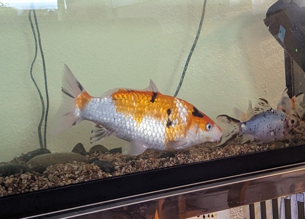 55 Gallon Fish Tank Aquarium Large