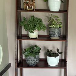 (2) 5 Shelf Ladder Bookcase